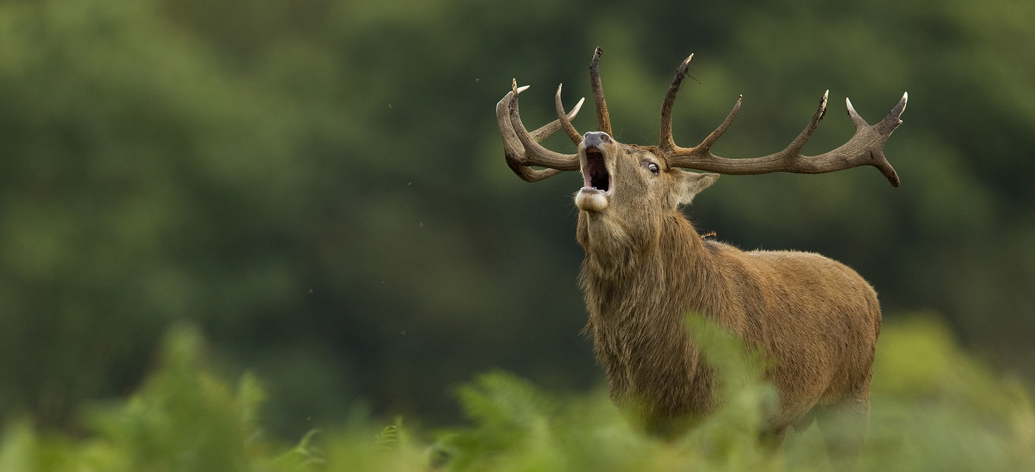 red-deer-14-2048